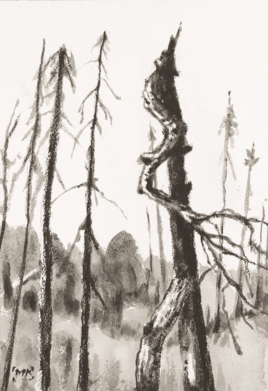 A graphite drawing of a burnt tree with a mangled limb hanging down from the top.