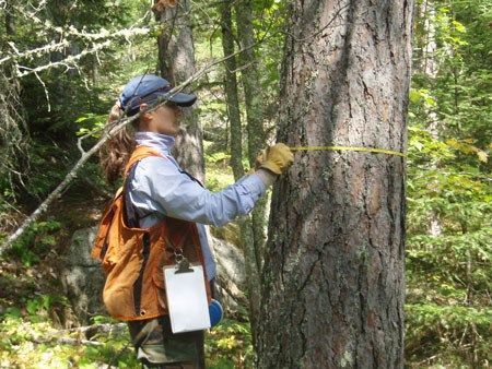 An Ecologist wraps a measuring tape around a tree trunk to measure tree diameter.