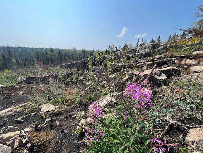 New plants growing in a recently burned area.