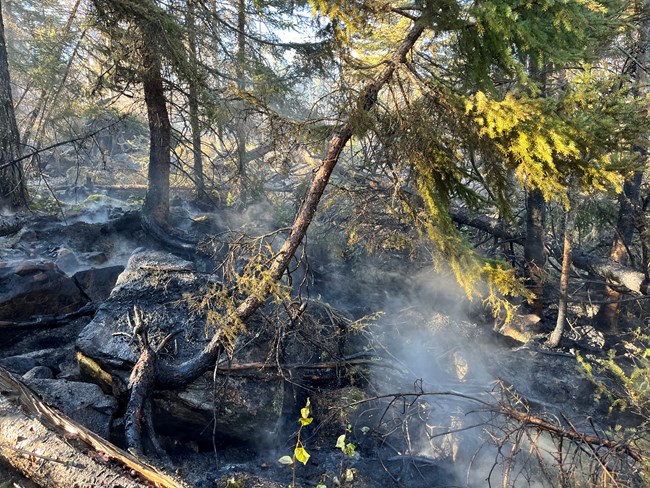 A charred, smokey ground during a wildfire.
