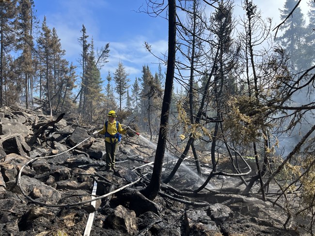 A wildland firefighter holding a fire hose sprays the smoking ground.