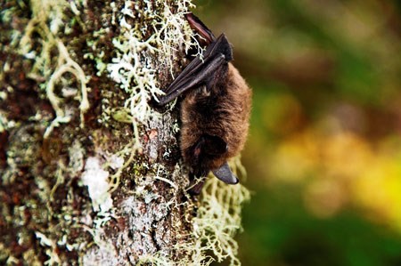 A northern long-eared bat clutches to the trunk of a pine tree