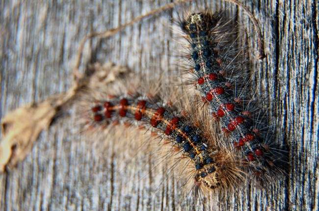 Two Spongy Moth caterpillars on a tree trunk.