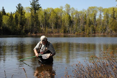 Biologist wade into Lake Harvey to collect Dragonfly Larva with a net