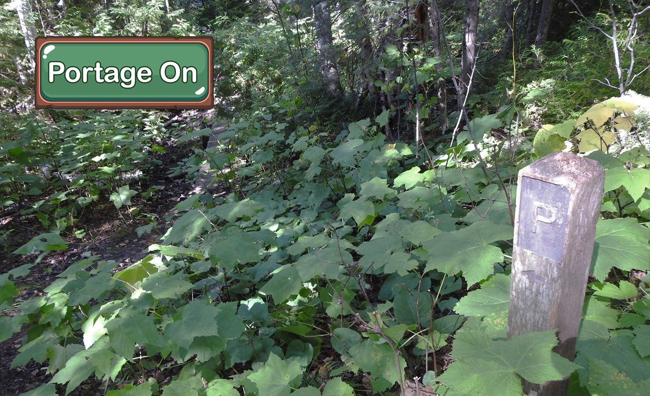 A wooden sign post marked with the letter P.