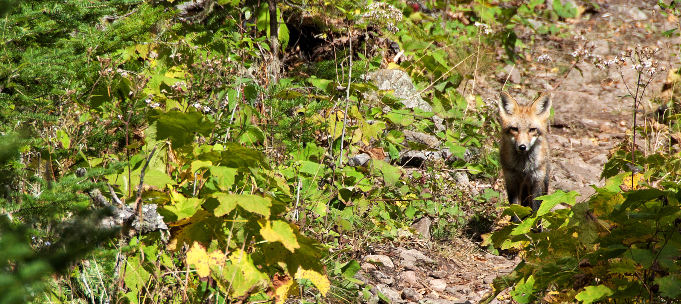 A red fox walks down a brush lined trail.