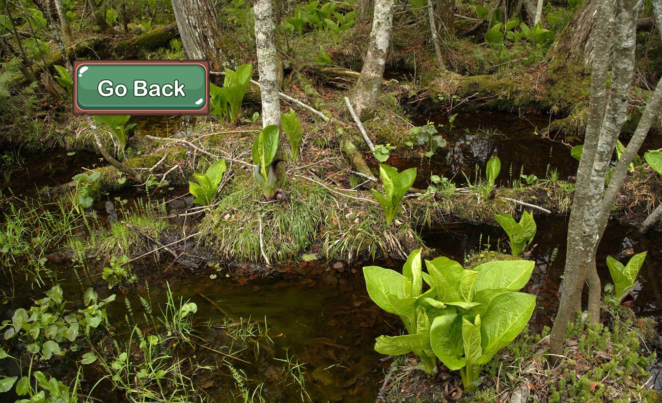 A swamp filled with bright green plants.