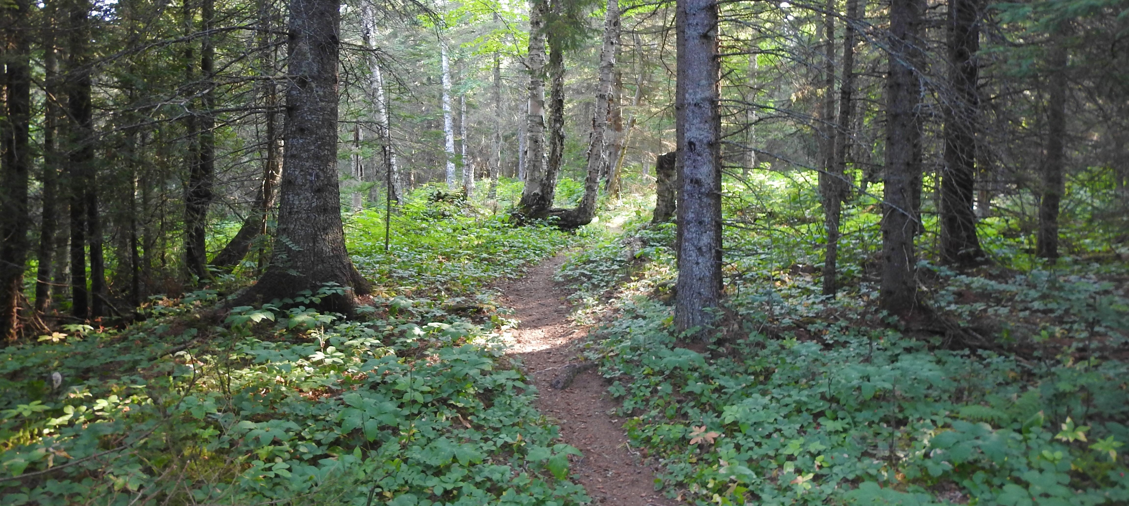 A trail leading into the woods with the sun peaking through the trees.