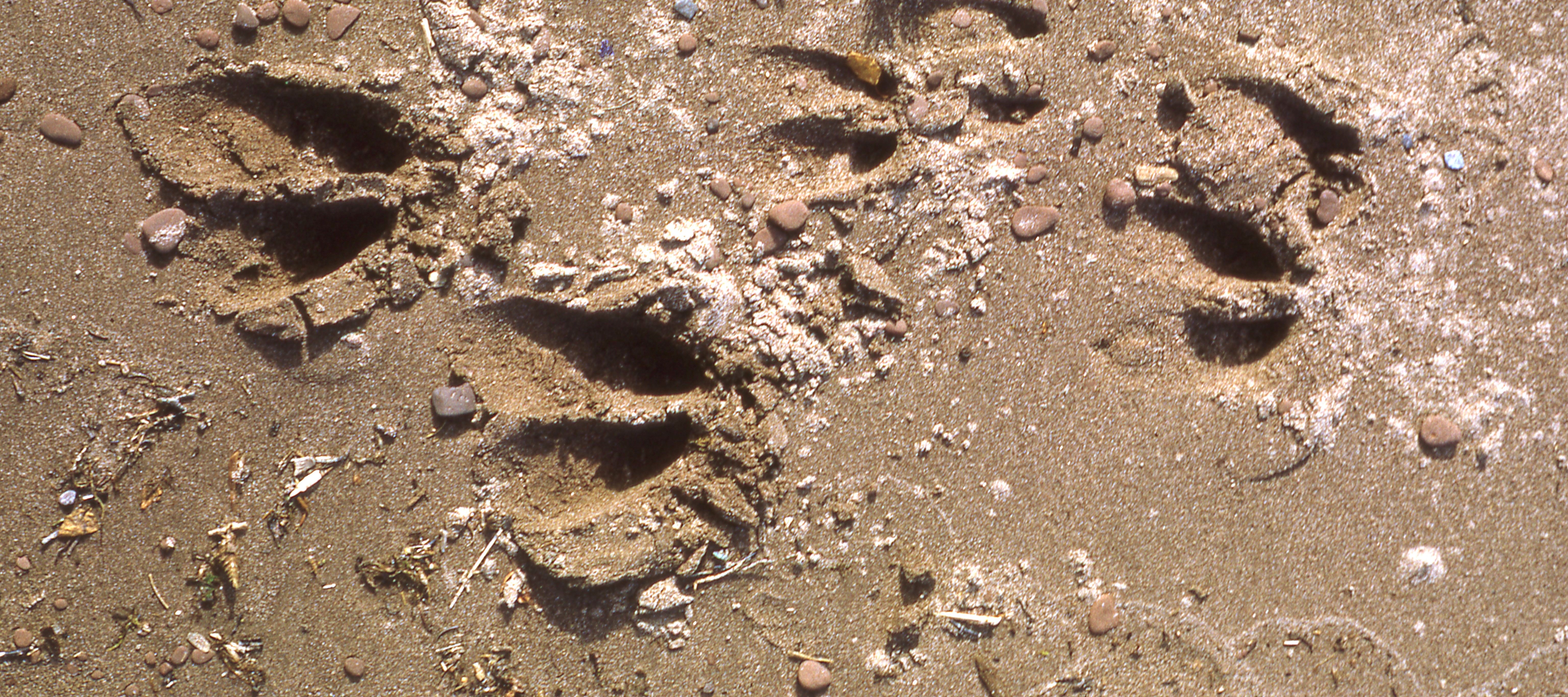Moose tracks in the sand.