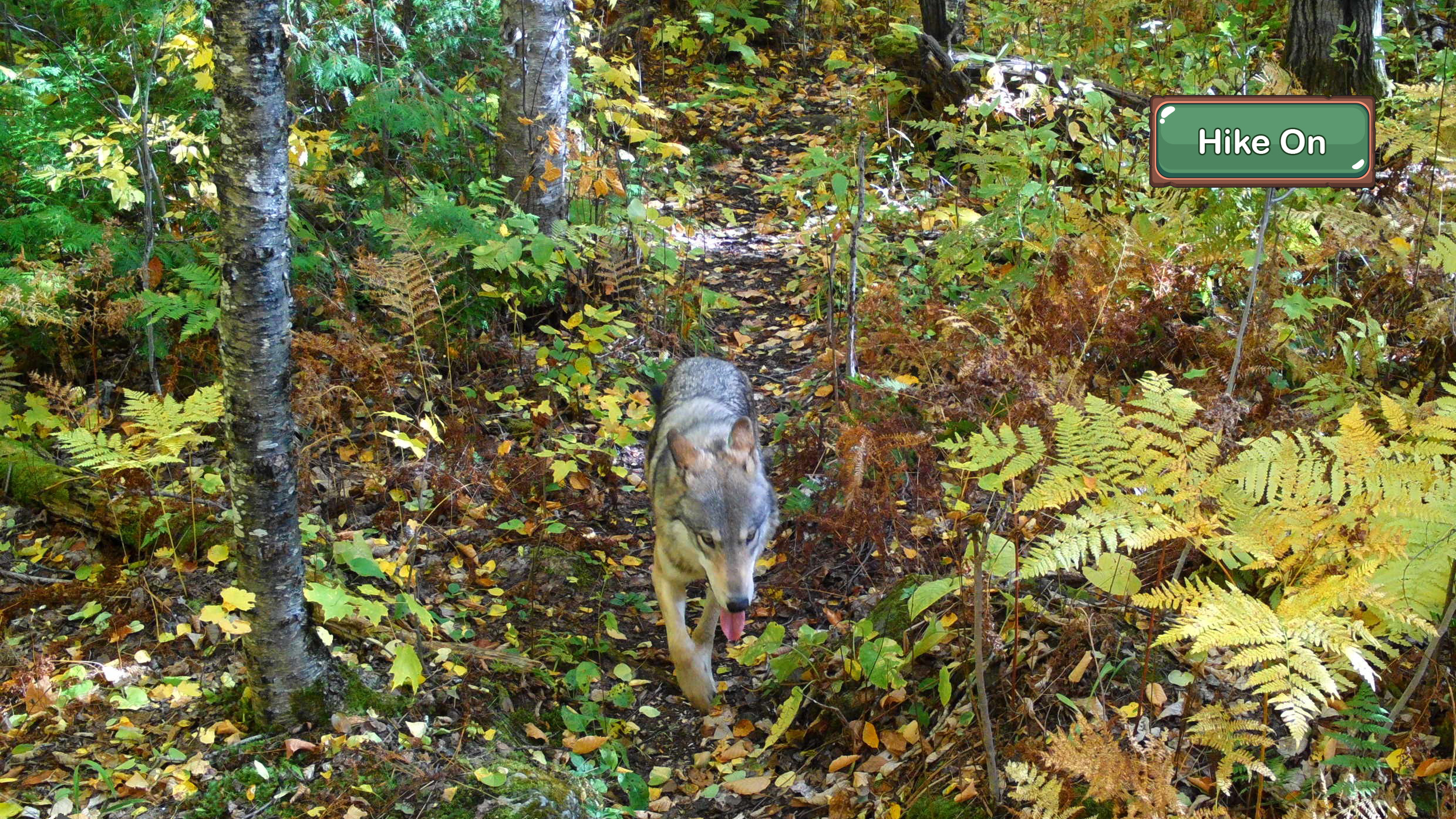 Parachuting Wolves Dig Adventure 9 - Isle Royale National Park (U.S. National Park Service)