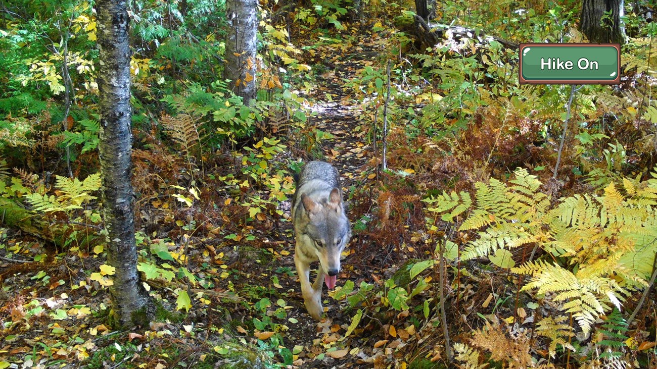 A wolf walks on a tree lined trail.