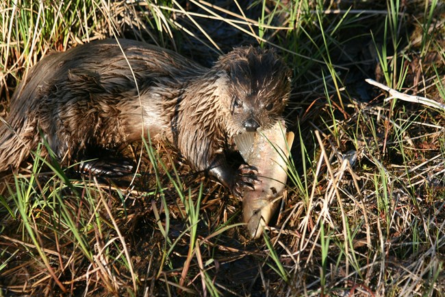 A wet river otter eating a fish.