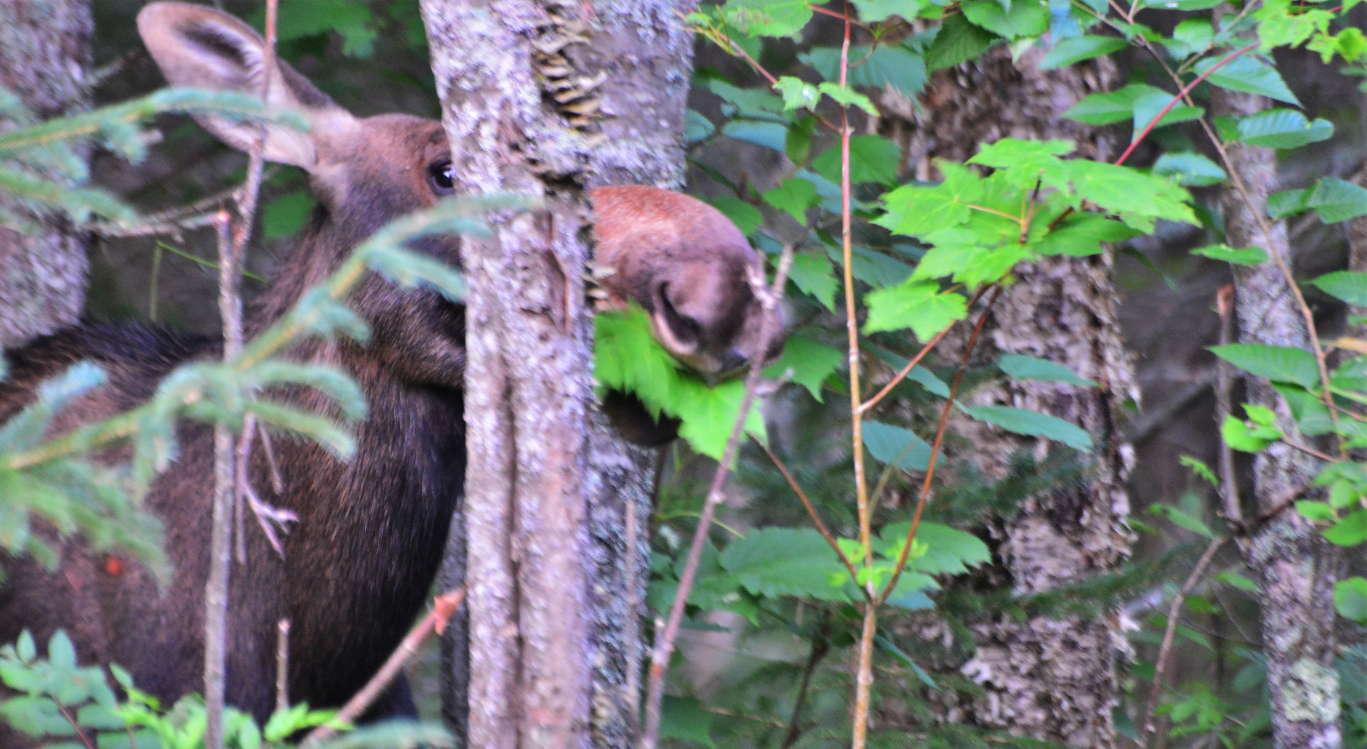 A moose eating leaves.