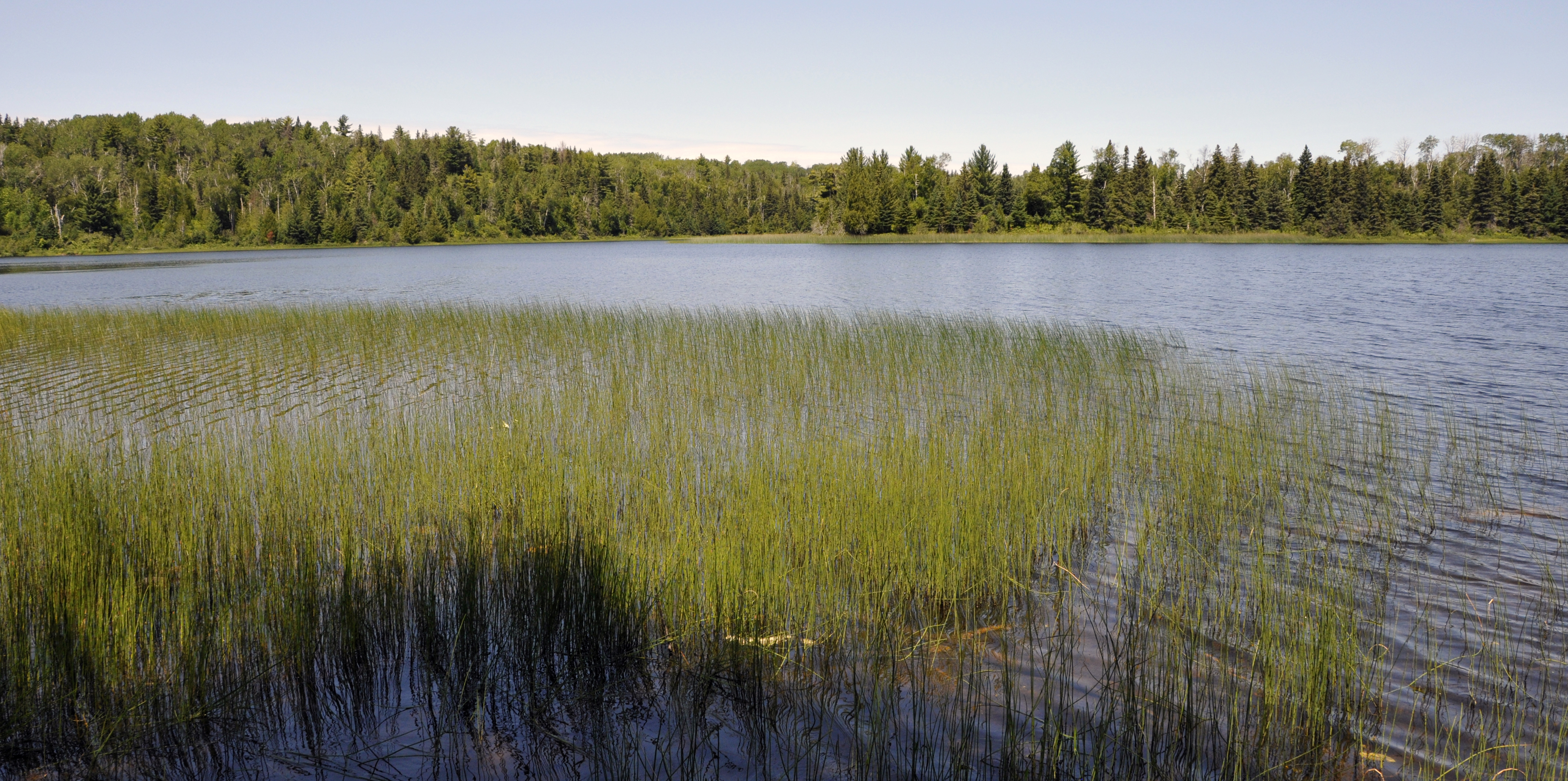 A grassy lake.
