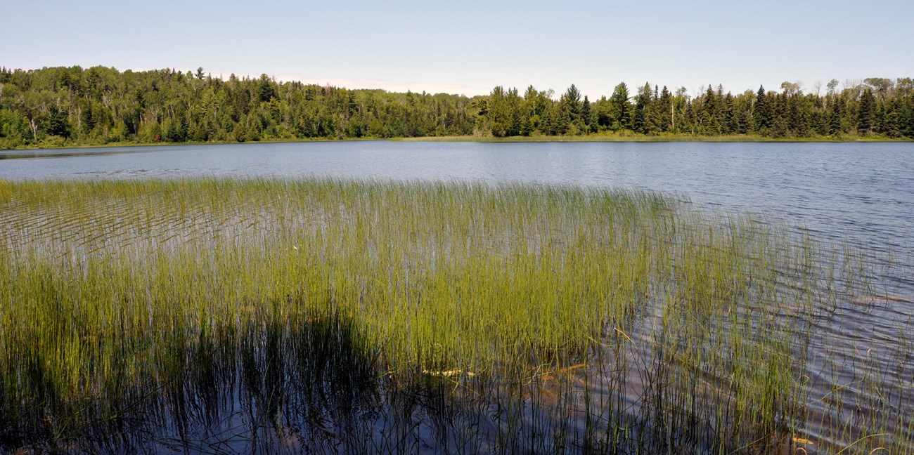 A grassy lake.
