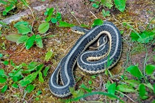Eastern Garter Snake on the ground Eastern Garter Snake on the ground