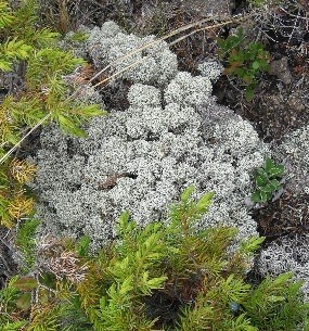 Reindeer Lichen