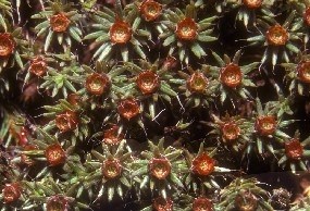 Male plants of hairy cap moss with attractive red reproductive features called splash cups.