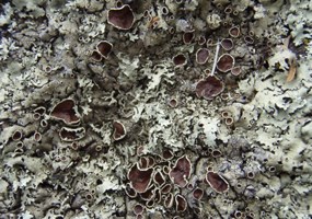 Gray lichen blankets bedrock.