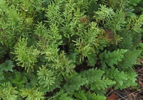 American rock brake fern