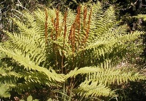 Cinnamon Fern with fertile fronds