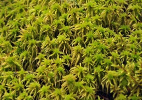 Sphagnum moss