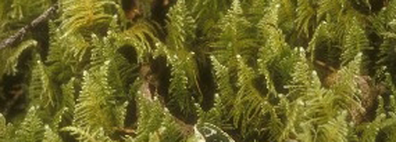Ostrich plume moss and knight's plume are apt names for this attractive and common moss species