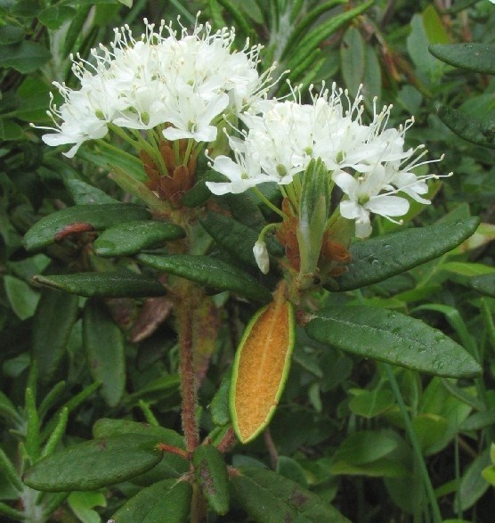 Labrador Tea