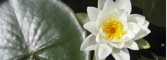 White water lily