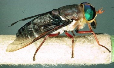 Close up of American Horse Fly.  It has large green eyes, red legs and a black/brown body.