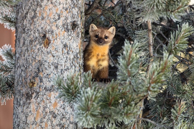 An American marten standing in a pine tree.