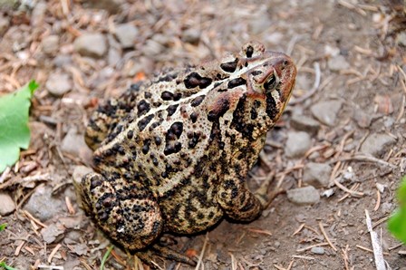 American Toad American Toad