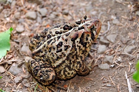 American Toad