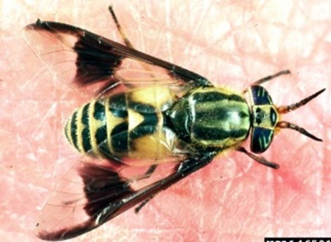 : Deer fly sitting on human skin.  It has transparent wings with black dot in the middle of each wing.  The body is mostly yellow with green on back.