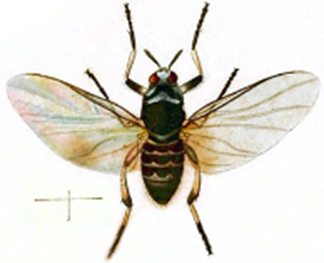 Artwork showing a black fly.