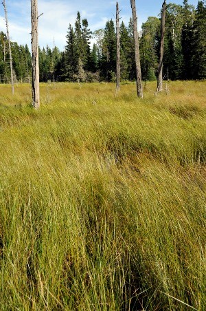 A view of tall grasses and bare tree snags.