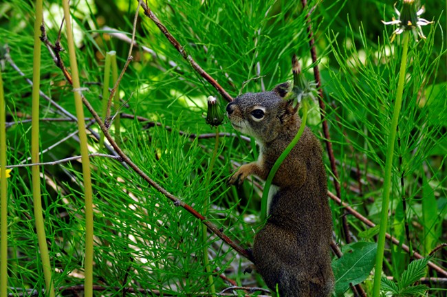 A red squirrel on a tree branch investigating a dandelion blossom that is about to open.