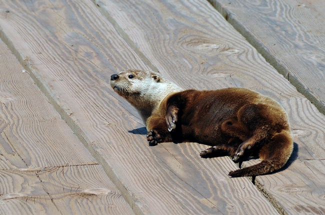 River otter sunning itself on one of Isle Royale’s docks.