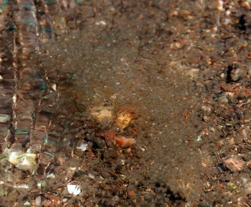 Barely visible are tiny little black dots on the surface of clear water