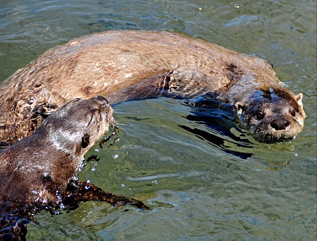 Two swimming Northern River Otters.