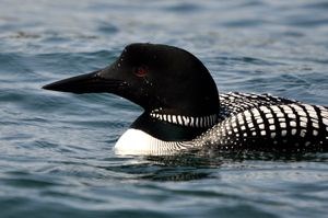 A Common Loon swimming close up.