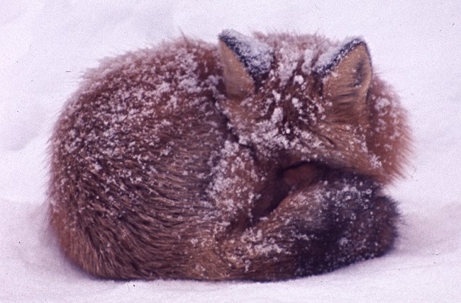 A red fox curled up sleeping in the snow.  The fox is using its tail as a winter blanket for its nose and feet.