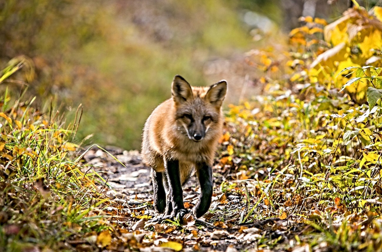Red fox on an Isle Royale trail.