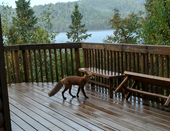 Red Fox investigating the Windigo Visitor Center to see if there is any human food, scraps or litter available to eat.
