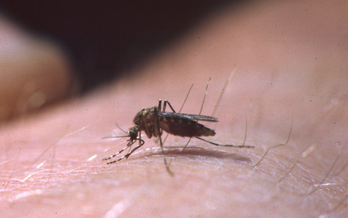 A female adult mosquito sitting on a human arm.