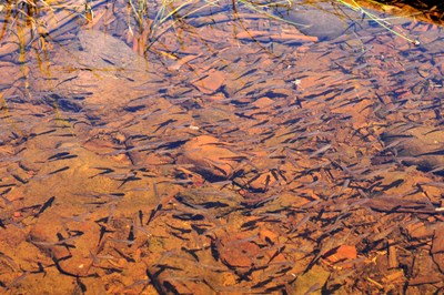 Lots of tiny fish in shallow, clear water