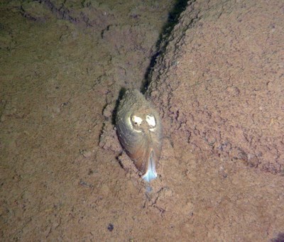 A mussel sits in silt underwater