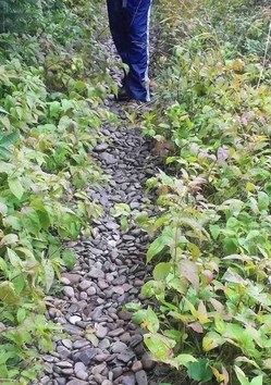 A visitor stands on round and smooth rocks in the middle of a path surrounded by vegetation