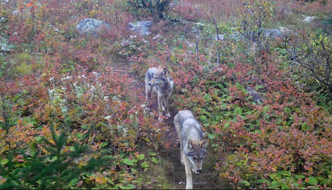 Two wolf pups walk along a trail at Isle Royale National Park.