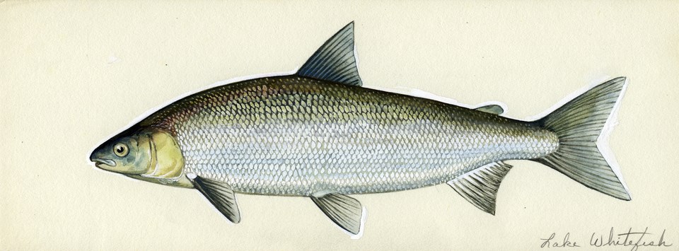 An artistic rendering of a lake whitefish